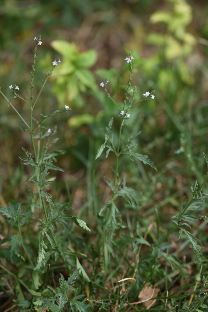Вербена лекарственная — общий вид (Verbena officinalis)