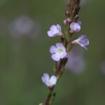 Вербена лекарственная — общий вид (Verbena officinalis)