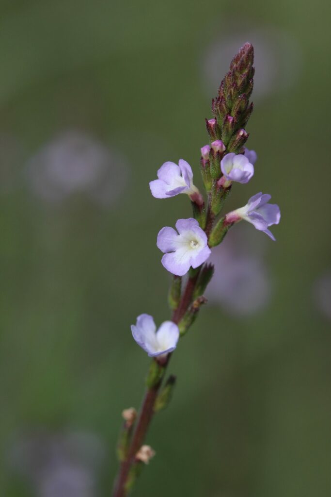 Вербена лекарственная — общий вид (Verbena officinalis)
