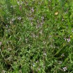 Вербена лекарственная — общий вид (Verbena officinalis)