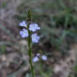 Вербена лекарственная (Verbena officinalis)