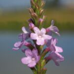 Вербена лекарственная (Verbena officinalis)