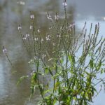 Вербена лекарственная (Verbena officinalis)