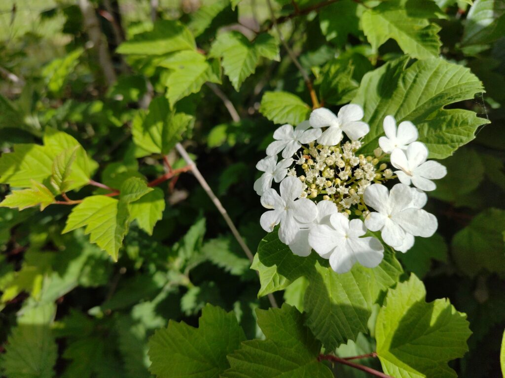 Калина обыкновенная — цветки (Viburnum opulus)
