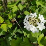 Калина обыкновенная — цветки (Viburnum opulus)