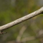 Калина обыкновенная — лист (Viburnum opulus)