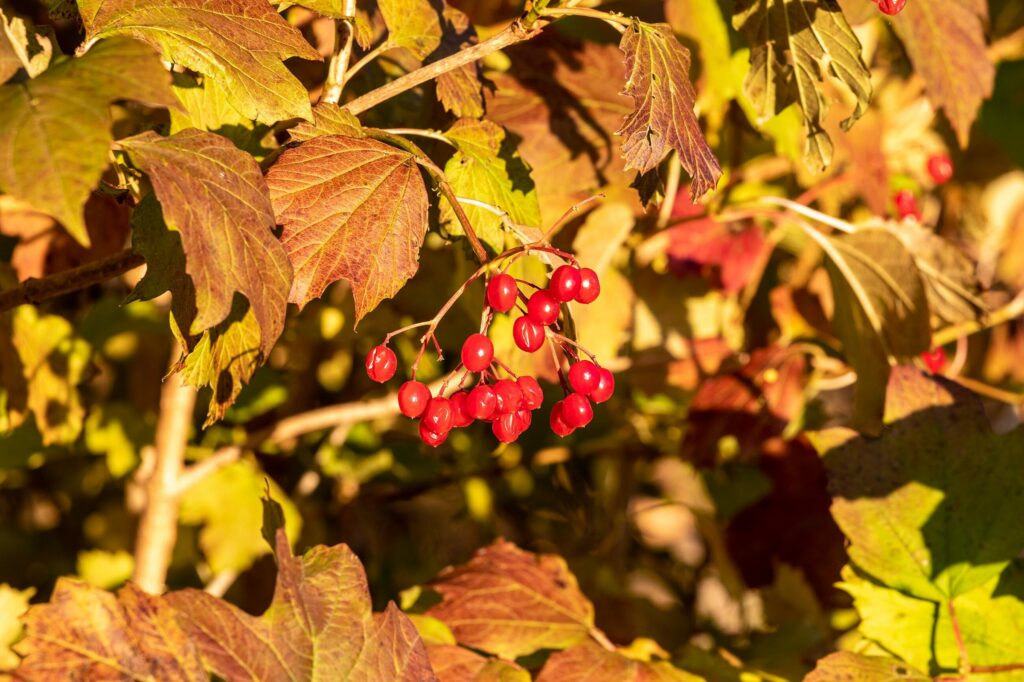 Калина обыкновенная — плоды (Viburnum opulus)