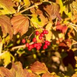 Калина обыкновенная — плоды (Viburnum opulus)