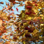 Калина обыкновенная — общий вид (Viburnum opulus)