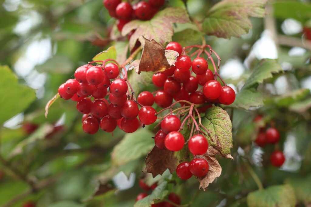 Калина обыкновенная — плоды (Viburnum opulus)