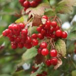 Калина обыкновенная — плоды (Viburnum opulus)