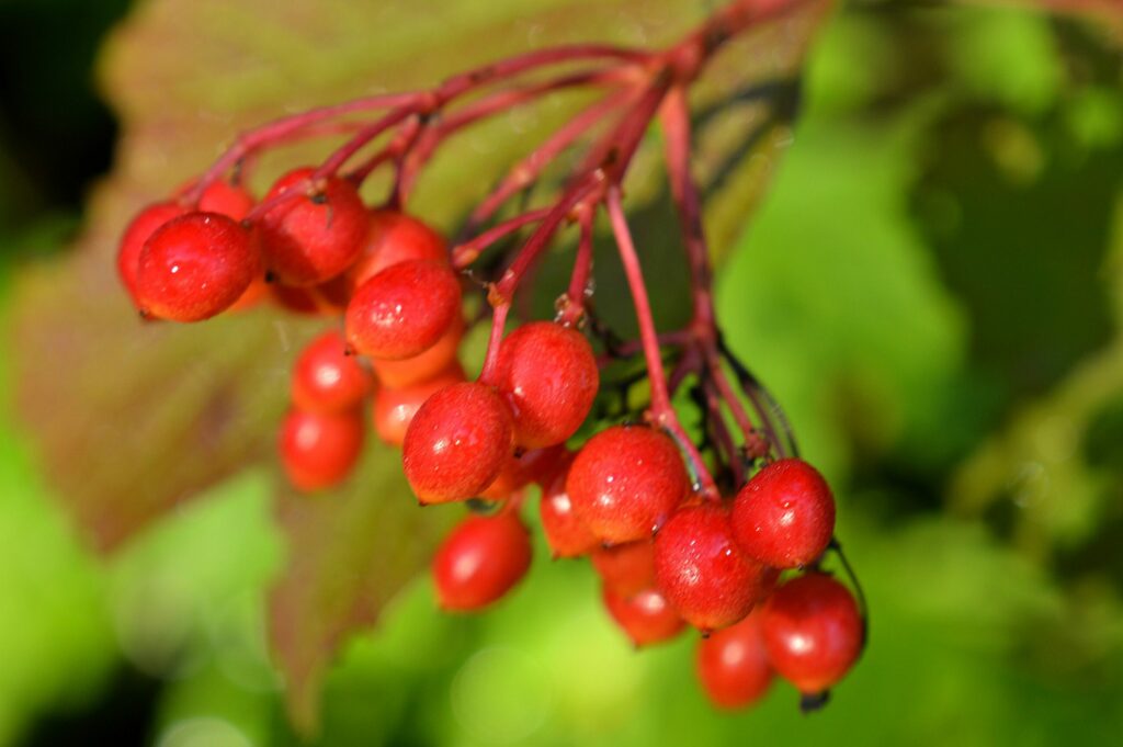 Калина обыкновенная — общий вид (Viburnum opulus)