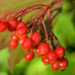 Калина обыкновенная — общий вид (Viburnum opulus)