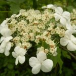 Калина обыкновенная — общий вид (Viburnum opulus)