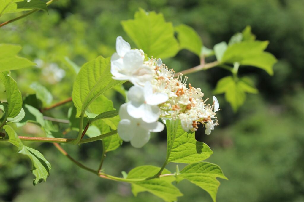 Калина обыкновенная — общий вид (Viburnum opulus)