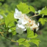 Калина обыкновенная — общий вид (Viburnum opulus)