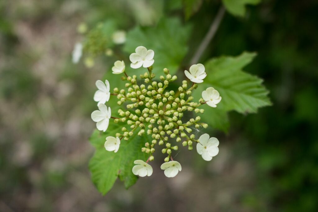 Калина обыкновенная — цветки (Viburnum opulus)