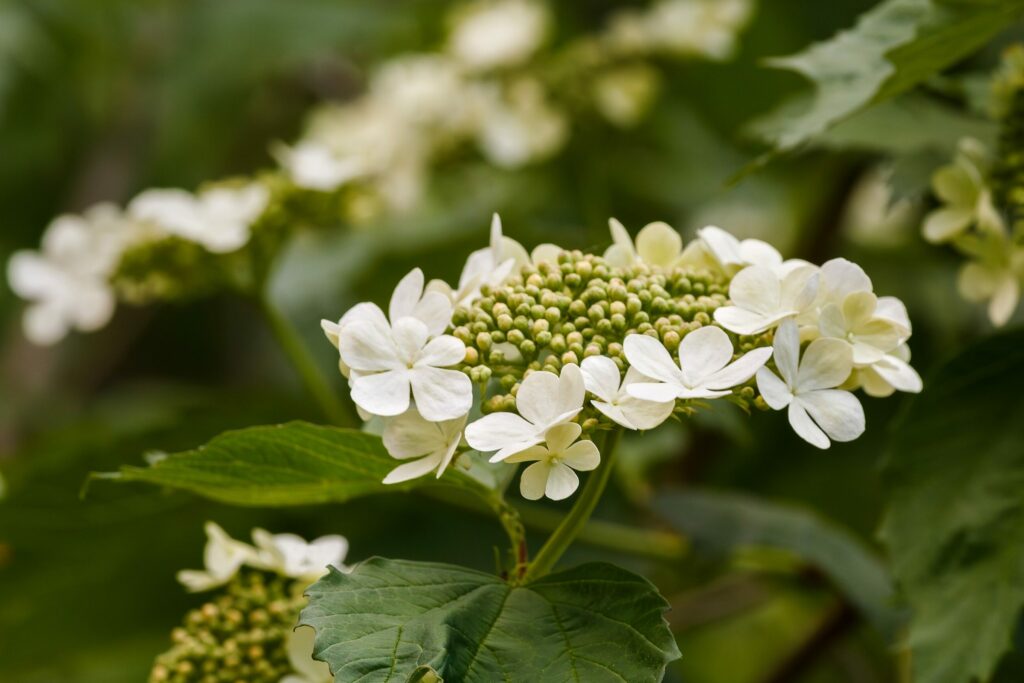 Калина обыкновенная — цветки (Viburnum opulus)