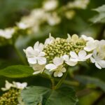 Калина обыкновенная — цветки (Viburnum opulus)