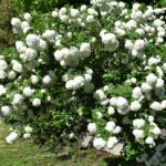 Калина обыкновенная — общий вид (Viburnum opulus)