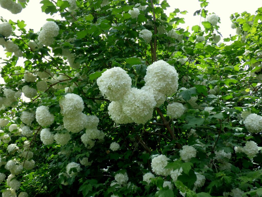 Калина обыкновенная — общий вид (Viburnum opulus)