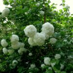 Калина обыкновенная — общий вид (Viburnum opulus)