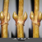 Калина обыкновенная — общий вид (Viburnum opulus)