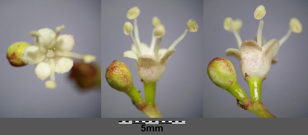 Калина обыкновенная — цветки (Viburnum opulus)