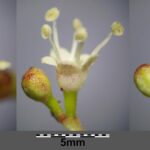 Калина обыкновенная — цветки (Viburnum opulus)