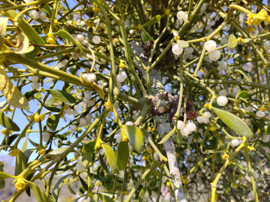 Омела белая — плоды (Viscum album)