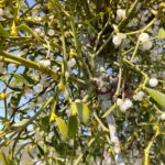 Омела белая — плоды (Viscum album)