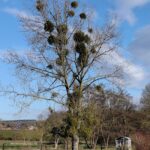 Омела белая — общий вид (Viscum album)