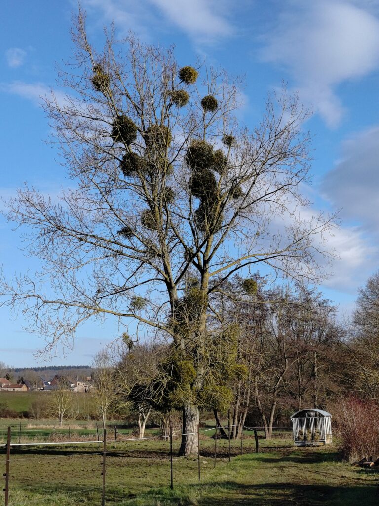 Омела белая — общий вид (Viscum album)