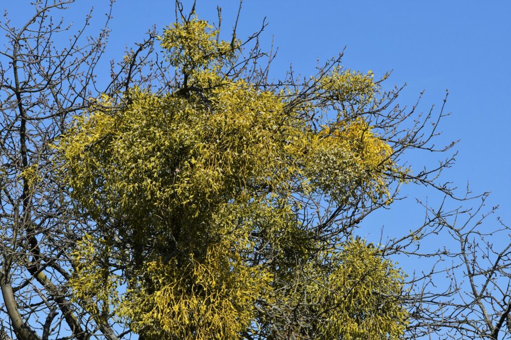 Омела белая — общий вид (Viscum album)