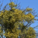 Омела белая — общий вид (Viscum album)