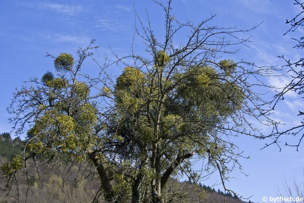 Омела белая — общий вид (Viscum album)