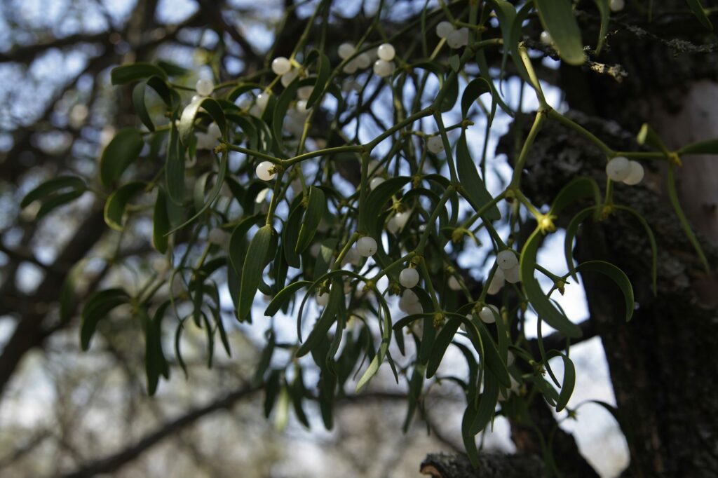 Омела белая — общий вид (Viscum album)