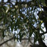 Омела белая — общий вид (Viscum album)