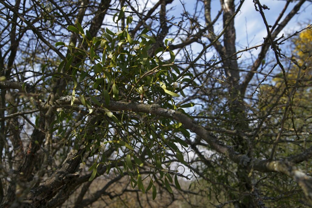 Омела белая — общий вид (Viscum album)