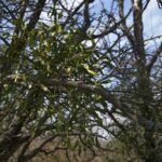 Омела белая — общий вид (Viscum album)