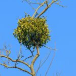 Омела белая — общий вид (Viscum album)