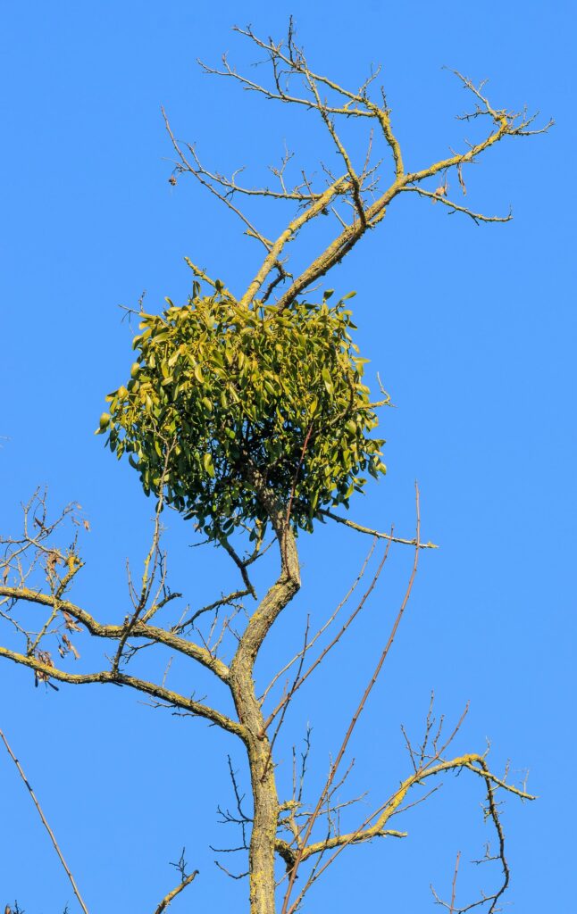 Омела белая — общий вид (Viscum album)
