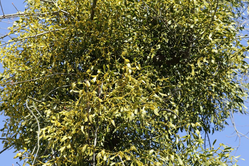 Омела белая — общий вид (Viscum album)