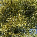 Омела белая — общий вид (Viscum album)