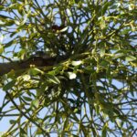 Омела белая — общий вид (Viscum album)