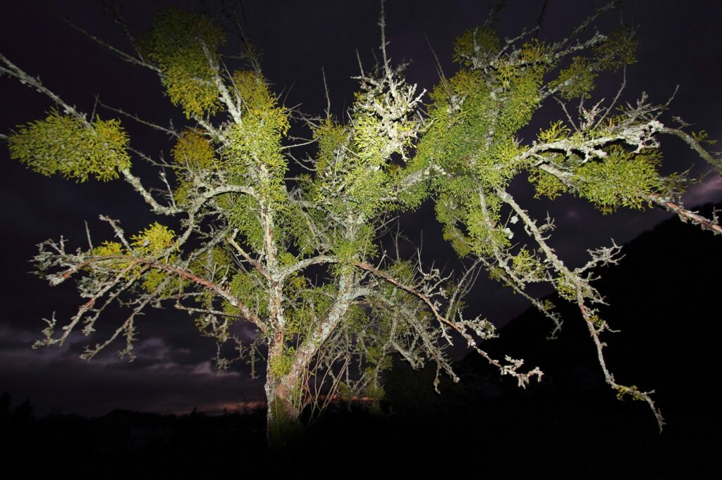 Омела белая — общий вид (Viscum album)