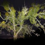 Омела белая — общий вид (Viscum album)