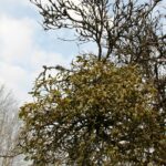 Омела белая — общий вид (Viscum album)