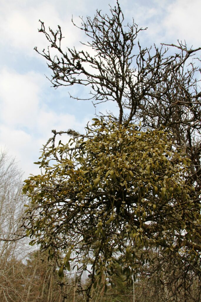Омела белая — общий вид (Viscum album)