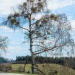 Омела белая — общий вид (Viscum album)